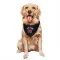 Black Toronto Raptors Custom    Red Dog & Cat Pet Bandana